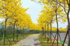 MÙA XUÂN GÓP SỨC TRỒNG CÂY, TẠO NÊN CON ĐƯỜNG HOA CÙNG CLB BĐS HÀ NỘI/ HH BĐS VIỆT NAM VÀ ĐẠI HỌC QUỐC GIA